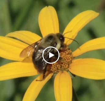 the nchtr faoe|HoneyBeeNet Home Page.